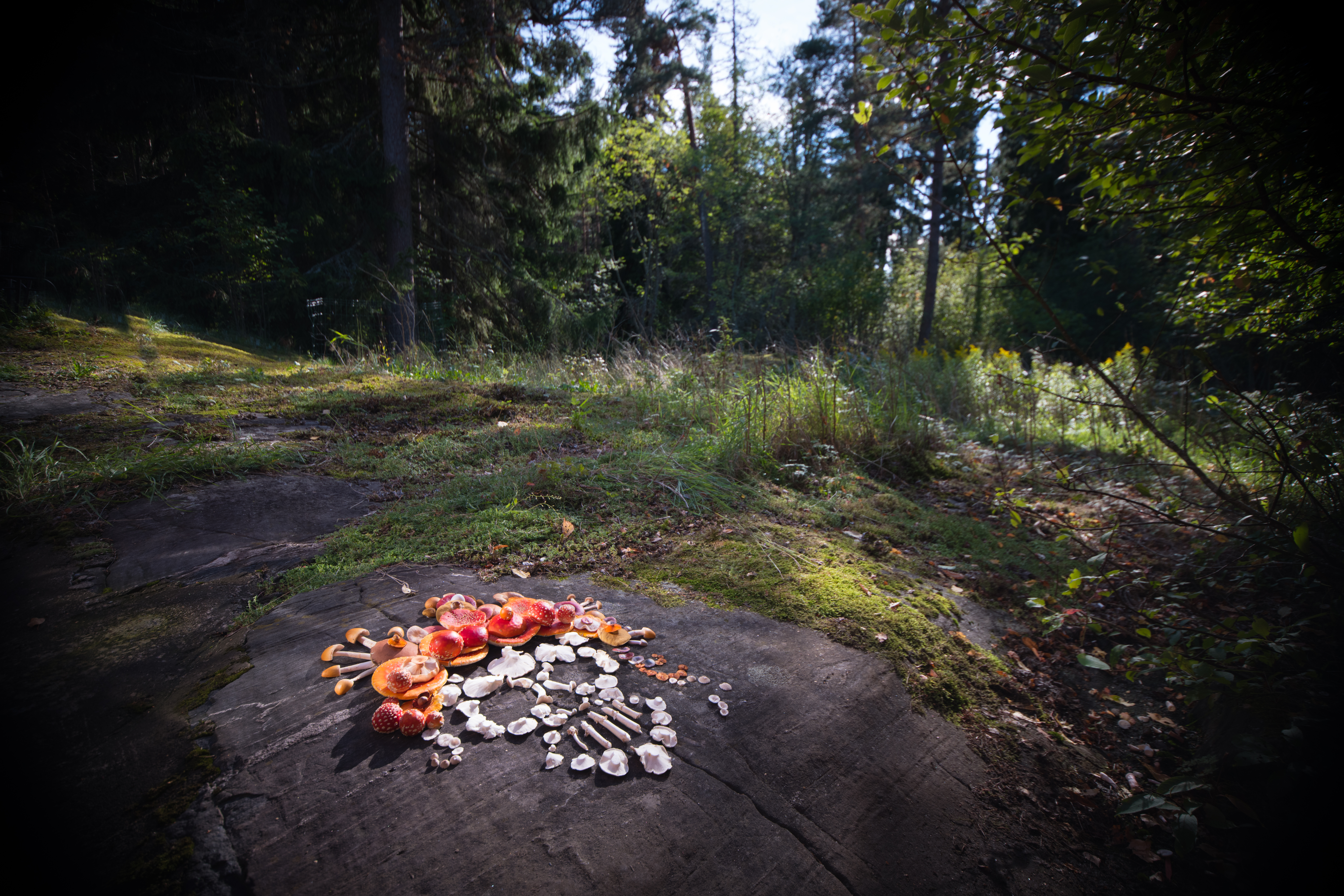 Amanita Calavera (2018) in the studio
